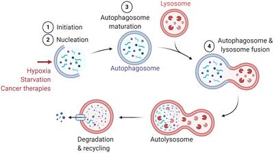 Targeting Cytoprotective Autophagy to Enhance Anticancer Therapies